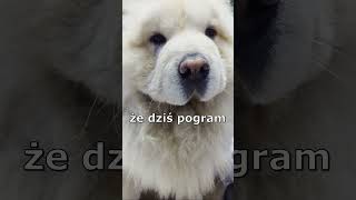 No to sobie pograłem 😅🤣 #chowchow #diablo #diablo4 #śmieszne