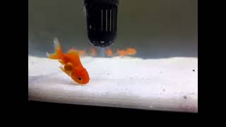 Beauty of Goldfish | UltraHD Aquarium Relaxing | Super beautiful goldfish #goldfish #fishtanksetup