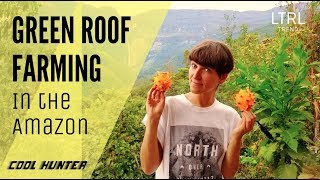 GREEN ROOF FARMING IN THE AMAZON @GoctaLab - Dragon Fruit Harvesting