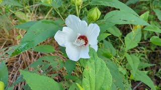 Barefoot Botanist: Hibiscus