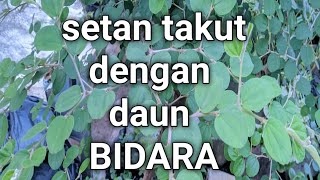 Mengolah daun Bidara agar setan merana I daun bidara mengusir jin I cara mengolah daun Bidara