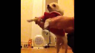 Chihuahua Bollywood dance