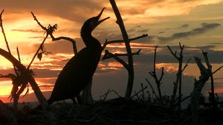 Хребет Хамар-Дабан. Дельта Селенги. Алтачейский заказник. Nature of Russia. Baikal Reserve.