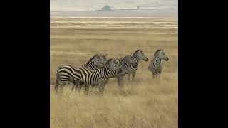 Zebra catched Tanza sh