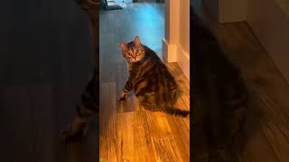 🐱 Funny Cats 2024😆 - Funniest Cats and Dogs Video🐕🐈 #cathouse Ep 4350