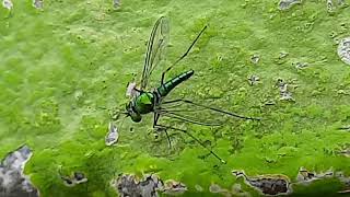 Mosquito Close Looks/Deep Look of Mosquito/green colour