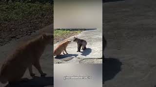 Car Fight 😮😮😮 #viral #shorts #trending #cat