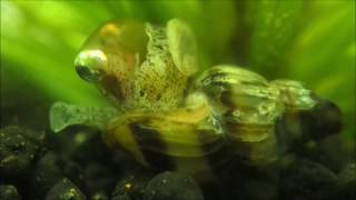 Assassin snail eating ramshorn