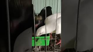 #pigeon #bird #fancy #kabootar #shortvideo #shortsyoutube #shortsvideo #shorts #short #shortsfeed