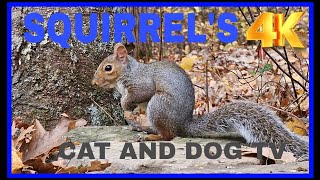 Live streaming of Chipmunks and Squirrels