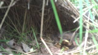 Robin feeding chicks