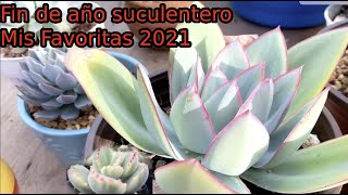 Suculentas Favoritas 2021!🥳🎊🤩 Echeveria Cante, lovely rose, garrita de oso y más