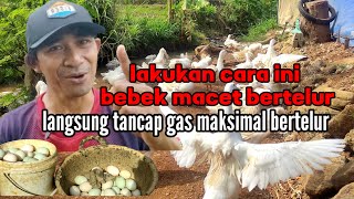 lakukan cara ini bebek macet bertelur langsung tancap gas maksimal bertelur