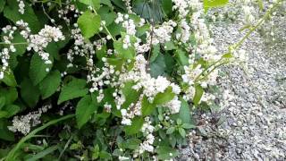 honey bee feeding frenzy