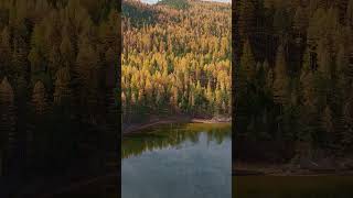 Fall is here with Tamarack Season - Salmon Lake Montana