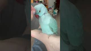 Нежности❤️ #shorts #funny #parrot #memes #love #music #cute #animals #попугай #приколы #dance