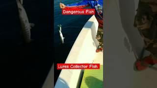 lures Collector Fish #shorts #shortvideo #shortsfeed #fypシ #fishing #fish #ofw