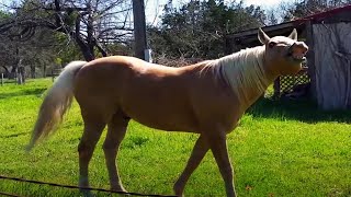 Cute And Funny Horse Videos Compilation 2020 [Funny Pets]