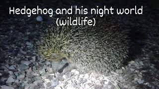 Lake Baikal - Funny Hedgehog and his night journey (wildlife)