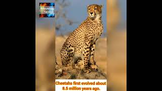 5 Amazing facts about Cheetah |Astounding Facts|