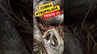 COBRA ATROPELADA. Triste realidade #nordeste #sitio #campo #roça #cobra #shorts #short #snake #bio