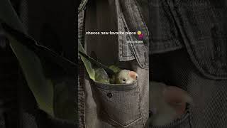 Quaker parrot loves to hide in my pocket of my shirt 😇 #funny