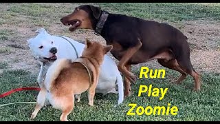 158. Doberman, Shiba and Pitbull's Run, Play, Zoomies 09/23/2024