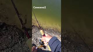 Семкино2 #форель #рыболовныеузлы #ловляфорели #fishing #спиннинг #trout #рыбалка