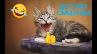 ДО СЛЁЗ СМЕШНЫЕ ПРИКОЛЫ 2018/ПРИКОЛЫ ПРО ЖИВОТНЫX 2018/СМЕШНЫЕ ПРИКОЛЫ С ЖИВОТНЫМИ 2018