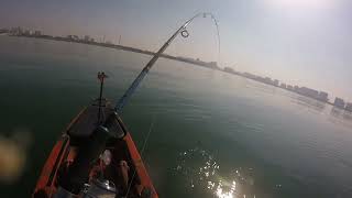 Bigger queenfish off Yas Island. #fishing #uae  #Abudhabi #kayakfishing #queenfish #luresfishing