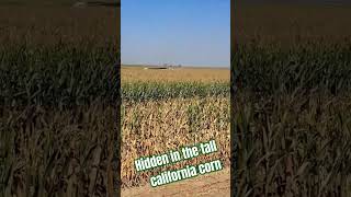 California tall corn hides the 2 choppers💚🌽😎 #farming #california #cornharvest #silage2023 #claas