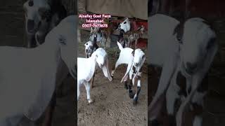 Goat Farming in Pakistan