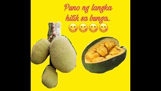 Puno ng langka na hitik sa bunga - Seswertehin ang mga makakapanood nito (I- claim na natin)