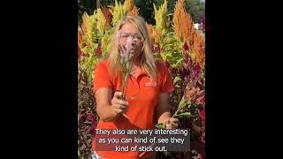 Harvesting Celosia