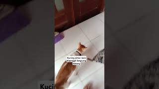 Moci kucing pintar penurut #cat #catlover #kucing #cute #cutecat #moci #kucingpintar #kucingimut