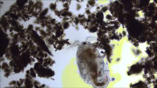 Copepod brightfield 100x