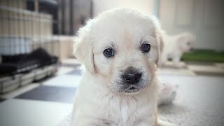 Big move to the puppy room! (The Sweet Litter) 5 weeks old