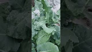 Growing Broccoli.  Getting closer to eating time!