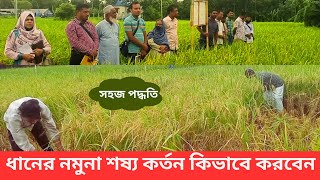 ধানের নমুনা শষ্য কর্তন কিভাবে করবেন | নমুনা শষ্য কর্তন | সহজ পদ্ধতি