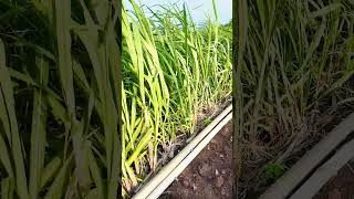 sugarcane plantation Japan variety#farming   #nature