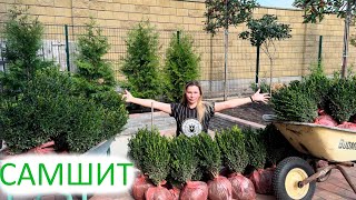 САМШИТ| зачем мне 50 штук самшита🤪