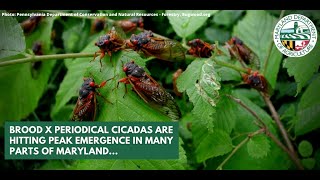 2021 Brood X Periodical Cicada Emergence