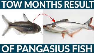 Tow Months Result of Pangasius Fish