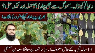 Protecting Rapeseed and Mustard Crops | رایا/کینولہ ۔سموگ سے نئی بیماری  کا حملہ اور ممکنہ حل؟ |