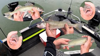 Bottom Bouncing for Limits of Toothy Walleye - My Biggest So Far This Year From The Thunder Jet Boat