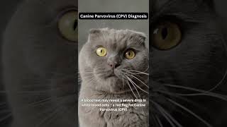 Canine Parvovirus (CPV) Diagnosis