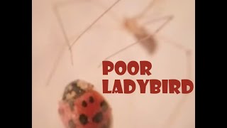 Spider Wraps Ladybird in silk