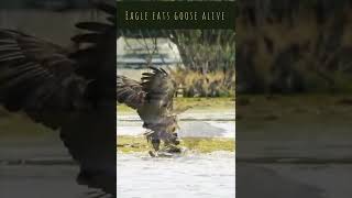 Eagle kills goose and Eats his prey alive #shorts #eagles  #wildrivals