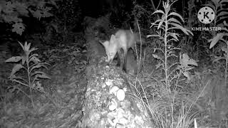 Fox had to build up a lot of courage to get the prized egg! 😂 #trailcam #fox