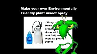 How to make and use Plant Bug Spray (Environmentally Friendly)